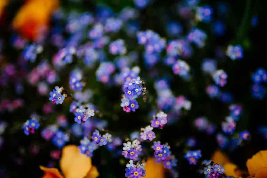 purple and blue flowers