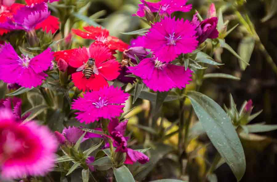  pink and purple flowers with a bee