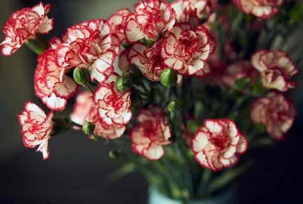 carnations in a vase